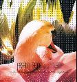 FASHION TRENDS & MUSIC - FASHION TRENDS & MUSIC [IMPORT]