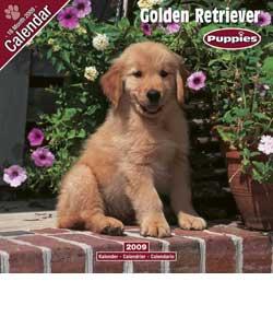 Golden Retriever Puppies 2009 Wall Calendar