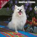 American Eskimo 2009 Wall Calendar