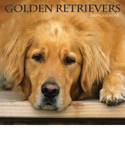 Golden Retrievers 2009 Wall Calendar