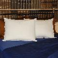 Ultimate Cotton Plush Density Pillows (Set of 2)