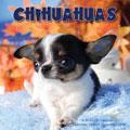 Chihuahuas 2009 Wall Calendar