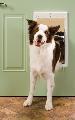 PetSafe Freedom Premium Large White Pet Door
