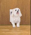 PetSafe Quick Fit Small White Pet Door