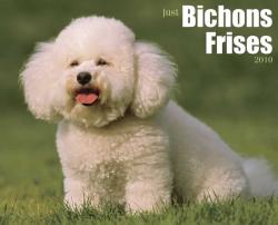 Bichons Frises 2010 Calendar
