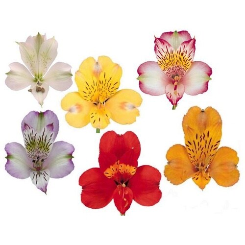http://cdn.overstock.com/images/products/3/L10353203.jpg