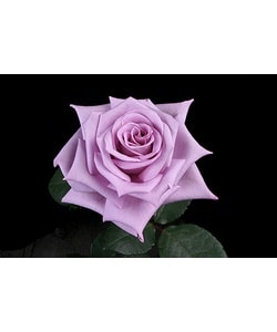 100 Stems 19.7-inch (50 cm) Lavender Roses