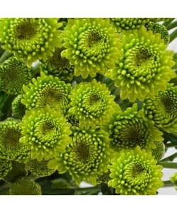 84 Stems Green Button 27.5 inch (70 cm) Yoko Ono