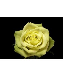 100 Stems 19.7 inch (50 cm) Green Roses