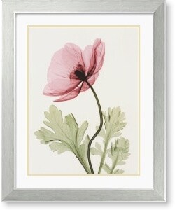 Steven N. Meyers Iceland Poppy II Framed Art Print