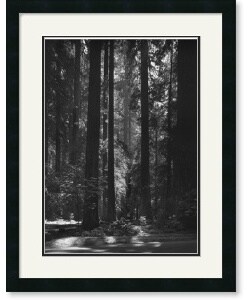 Ansel Adams Redwoods, Founders Grove, 1966 Framed Art