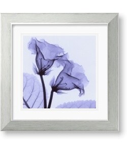 Steven N. Meyers Gloxinia Framed Art Print
