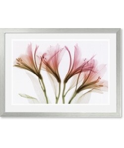 Steven N. Meyers Alstromeria Framed Art Print