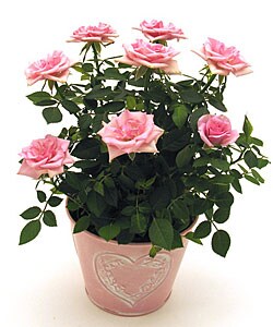 Valentine's Potted Roses