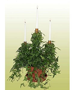 Triple Ivy Candelabra Topiary with Candles