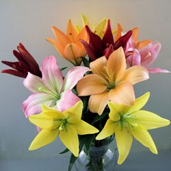 Simply Asiatic Lilies