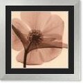 Hellebore by Steven N. Meyers Framed Print