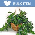 Forever Silk English Ivy Hanging Basket (case of 2)