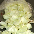1,200 White Rose Petals