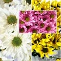 126 Stem Assorted 3 Color Daisies