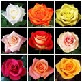 75 Stems 27-inch (70 cm) Assorted Color Roses