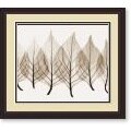 Steven N. Meyers Celosias Framed Art Print