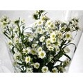 120 Stems 27.5-inch (70 cm) White Aster