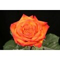 100 Stems 19.7 inch (50 cm) Yellow-Red Roses