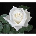 100 Stems Fresh 19.7-inch (50 cm) White Roses