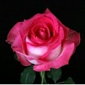 100 Stems 19.7-inch (50 cm) Hot Pink/ White Roses