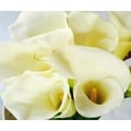 36 Stem 70 cm Open Cut Jumbo White Calla Lilies