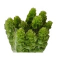 100 Stems 27.5-inch (70 cm) Bells of Ireland