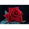100 Stems 19.7-inch (50 cm) Bright Red Rose