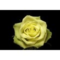 100 Stems 19.7 inch (50 cm) Green Roses