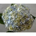 30 Stem 19.7-inch Blue Hydrangea