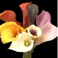 120 Stem 17.7-inch Assorted Mini Callas