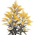 140 Stem 27.5-inch Solidago Aster