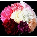 175 Stems of Fancy Grade Novelty Carnations