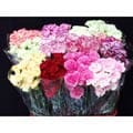 150 Stems 19.7 inch (50cm) Assorted Mini Carnation