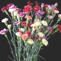 150 Stems Novelty Color 19.7-inch Mini Carnations