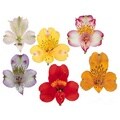 Select Assorted 27.5-inch Alstroemeria Flowers (90 Stems)
