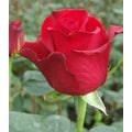 100 Stems 19.7-inch (50 cm) Red Freedom Roses