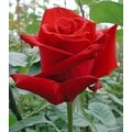100 Stems 19.7 inch (50 cm) Assorted Red Roses
