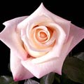 100 Stems 19.7-inch (50 cm) Light Pink Roses