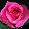 100 Stems 19.7-inch (50 cm) Hot Pink Roses