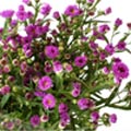 120 Stems 27.5-inch (70 cm) Purple Aster