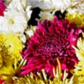 84 Stems 27.6 inch (70 cm) Assorted Cushion Pompon