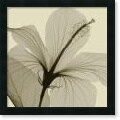 Steven N. Meyers Hibiscus Framed Canvas Art