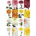 27.5-inch Assorted Disbud Mums (80 Stems)