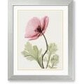 Steven N. Meyers Iceland Poppy II Framed Art Print